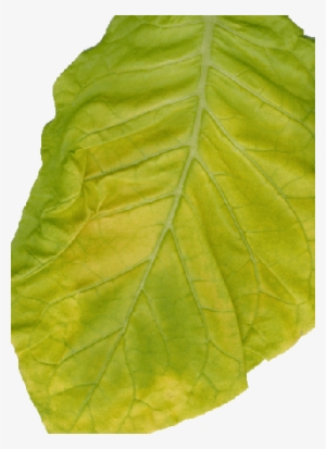 Virginia Gold Leaf - Tobacco