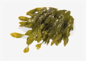 Blobfish Cafe - Kelp Seaweed
