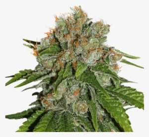 Amnesia By Seeds Stockers - White Skunk Automatic