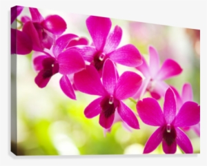 Hawaii, Closeup Of Orchid Lei - Printscapes Wall Art: 18" X 12" Canvas Print With Black
