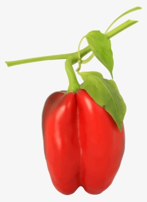 Medium Image - Bell Pepper Plant Png