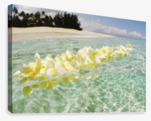 Usa, Hawaii, Oahu, Plumeria Lei Floating In Crystal - Great Big Canvas Vince Cavataio Premium Thick-wrap