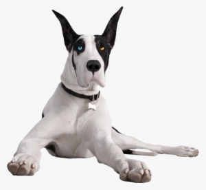 Your Cart Is Empty - Transparent Great Dane Png