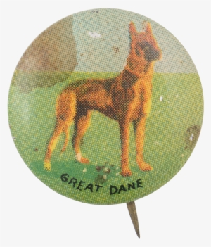 Great Dane - Old German Shepherd Dog
