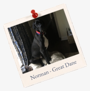 Norman Great-dane - Norman