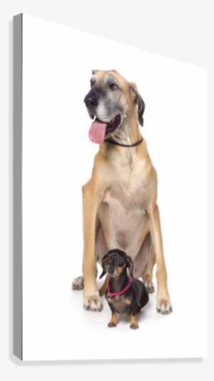 Great Dane And Dachshund Portrait Canvas Print - Great Dane And Weiner Dog