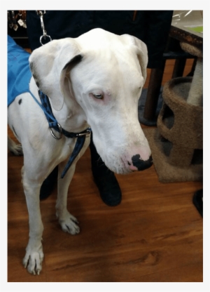 Whisper Is A Great Dane, Found Starving On The Streets - Dog