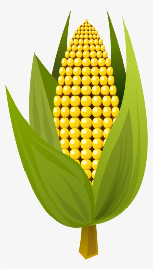 Corn Vector Clipart Image - Maize