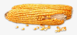 The Indiana Corn Marketing Council Works To Enhance - Maize