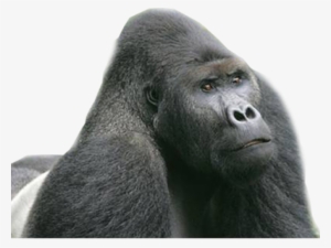Gorilla Png Transparent Images - Eastern Lowland Gorilla