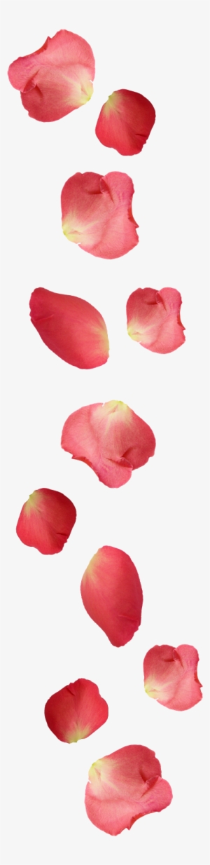 Red Flower Petals - Portable Network Graphics