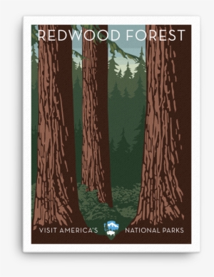 Redwood Forest Canvas - Redwood National And State Parks