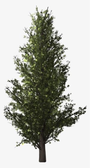 Forest, Tree, Poplar, Transparent, Isolated - Populus Photoshop
