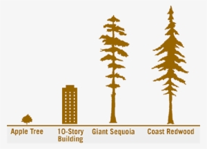 Size Compared To 300 Year Old Redwood Tree - Redwood Trees Height