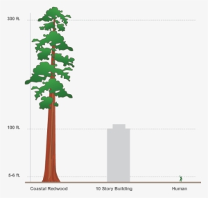 Svg Free Design Interactive Infographics In Adobe Edge - Redwood Tree Compared To Human