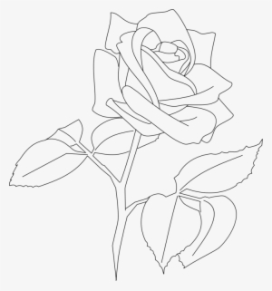 Rose Floral Design Flower Line Art White - Transparent Rose Line Art