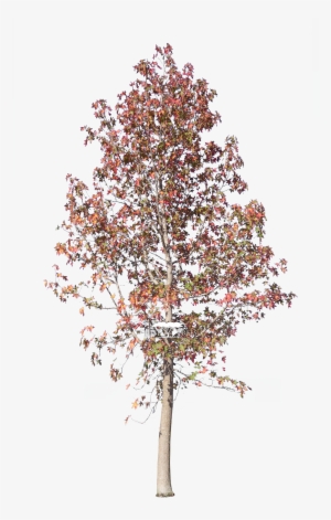 Liquidambar Styraciflua - Liquid Amber Tree Png