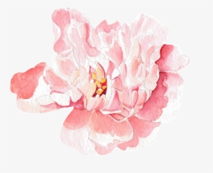 This Graphics Is Pink Petals Transparent Decorative - Rosa Watercolor-pfingstrosen Und Lilien Visitenkarte