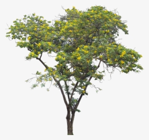 Cassia Siamea - Oak
