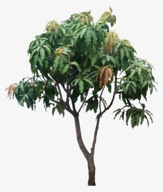 Mangifera Indica, Small Tree - Mango Tree Png