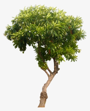 Tropical Plant Pictures Cerbera - Mango Tree No Background
