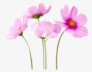 Cosmea Flower Png Image Hd - Flower Png Images Hd