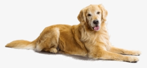Dog Sitting Png - Golden Retriever Transparent Background