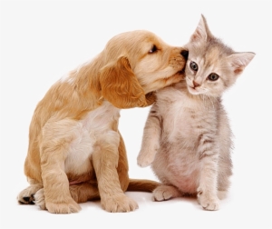 Pet Sitting, Pet Sitter Prices Cleveland, Oh - Puppies And Kittens Love