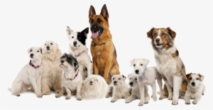 We Help You Become The Companion Your Dog Needs You - German Shepherd, Border Collie, Parson Russell Terrier,