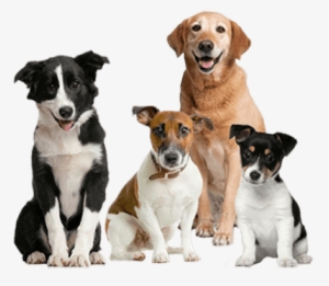 Four Dogs Sitting Closely Together With Calm, Happy - Dog Images Hd Png