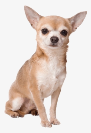 Chihuahua Sitting - Chihuahua Png