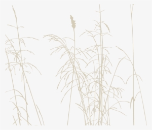 Csp Logo-straw - Phragmites