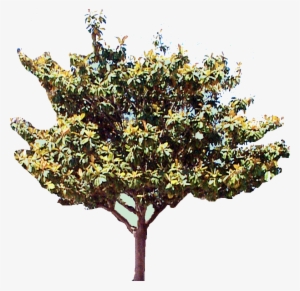 Magnolia Tree - Tree