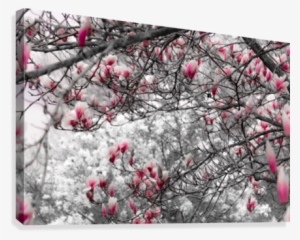 magnolia tree in spring bloom canvas print - cherry blossom