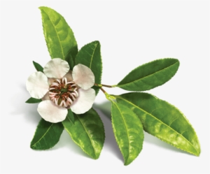 Passion Fruit Extract - Avalon Organics Tea Tree Scalp Treatment Conditioner