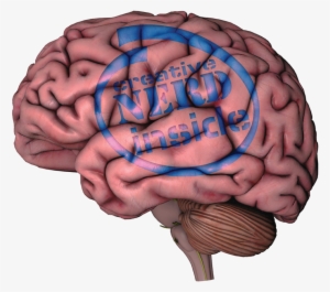 The Human Brain - Brain On White Background
