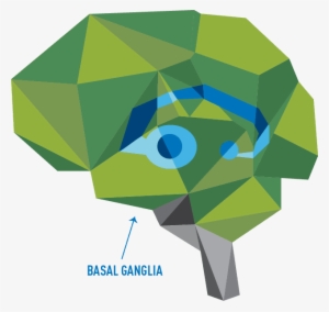 The Brain's Basal Ganglia - Graphic Design