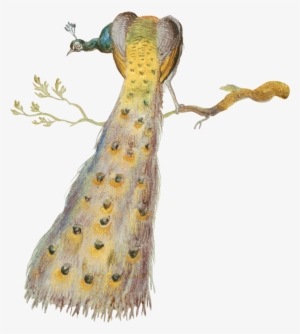 Painted Peacock - Jan Van Kessel The Elder
