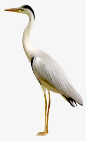 Transparent Birds Crane - Transparent Crane Bird Png