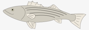 Css Animations Aren't That Tough - Animated Striped Bass