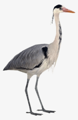 Grey Heron - Herons Png