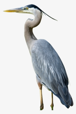 Blue Heron Png - Great Blue Heron Clipart