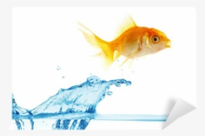 Gold Small Fish Jumps Out Of Water Wall Mural • Pixers® - Fish Splashing Out Of Water Animated
