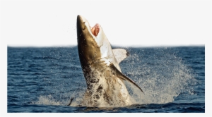 Great White Shark Megalodon Shark Attack Unmanned Aerial - Shark Jumping Out Of Water Transparent