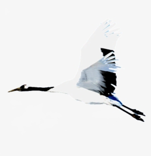 Hd Beautiful Red-crowned Crane Painting Png - Design