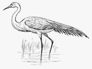 egret bird clipart