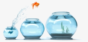 Cngc Cash Incentives For Energy Upgrades Are As Easy - Goldfish Jumping Into Bigger Bowls