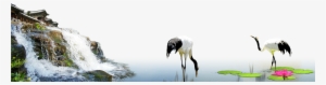 Red Crowned Crane Wallpapers, Animal, Hq Red Crowned - Crane
