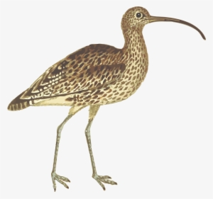Free Clipart Of A Curlew Bird - Long Billed Curlew Png