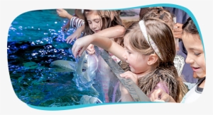 Interactive Exhibits - Seaquest Aquarium Fort Worth